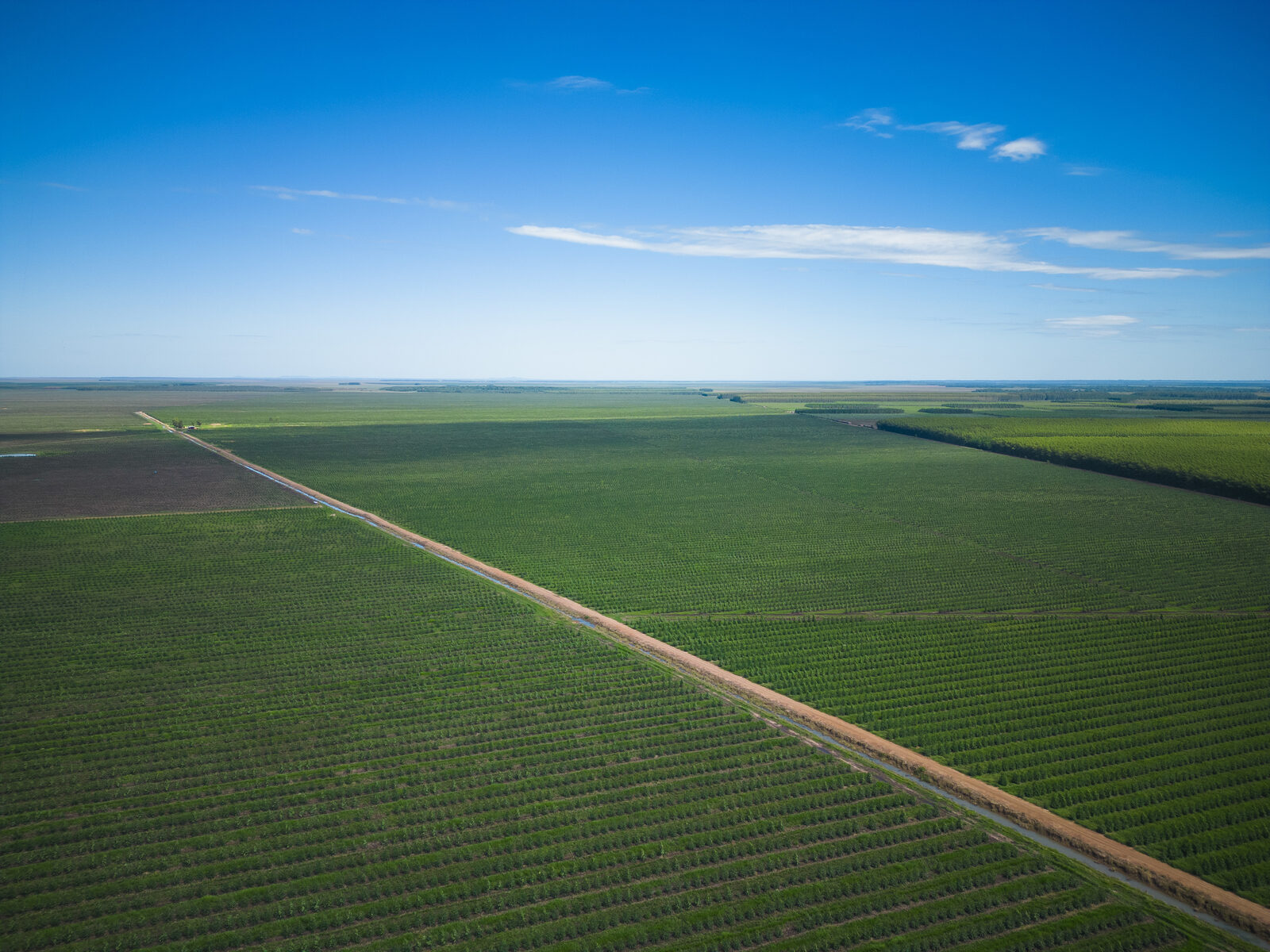 Plantación de eucalipto del Fondo de Inversión Eco-Forestal II en Caazapá
